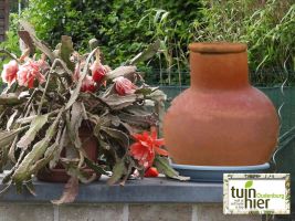 Terracotta - Efficiënt waterbeheer - Tuinhier Oudenburg