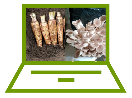 Groepsaankoop: Witloofwortels en Bio-groeipakket oesterzammen - Tuinhier Oudenburg