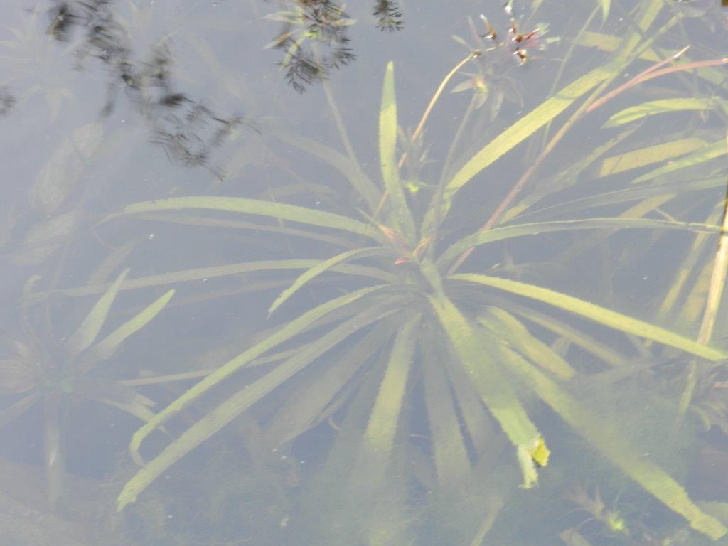 waterplant Tuin Annoeba - Tuinhier Oudenburg