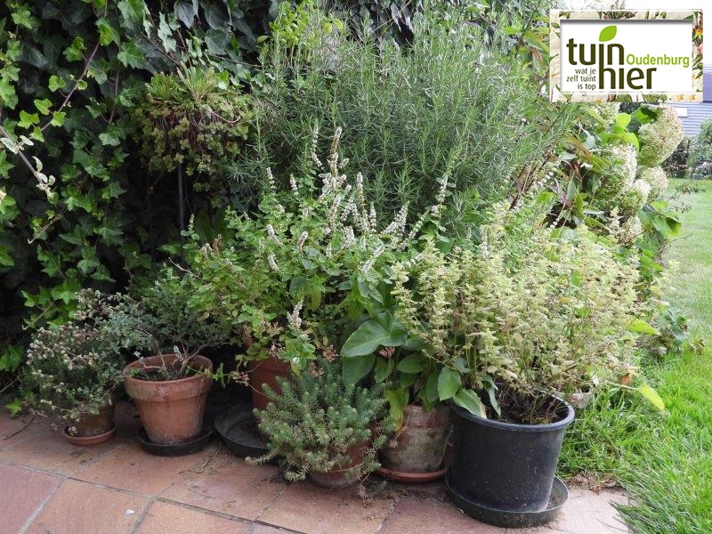 Kweken van tuinkruiden in pot of bak voor terras - Tuinhier oudenburg