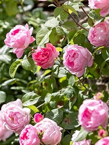 Roos 'Constance Spry' - Rosa Constance Spry - Tuinhier Oudenburg