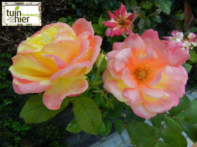 Tweekeurige roos - Rosa 'Mein Munchen - Tuinhier Oudenburg