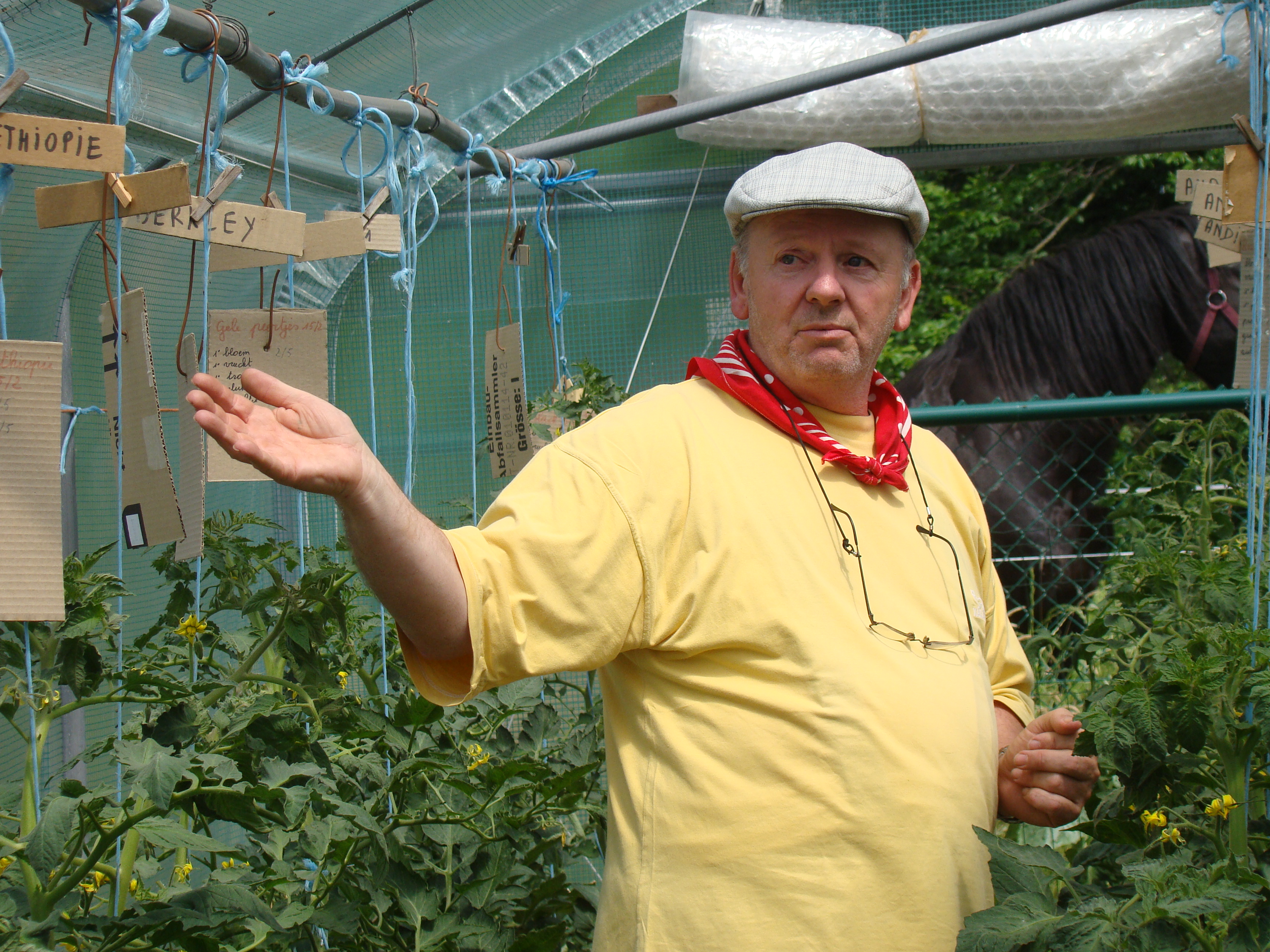 Johan Moens bij zijn bio-tomatenplanten