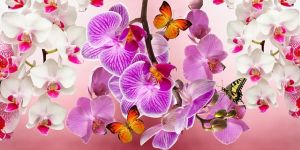 Tuinbezoek -Orchideën kwekerij - Tuinhier Oudenburg