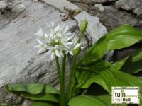 Allium ursinum - Daslook, berenlook, woutknooplook, stinsenplant, wilde knoflook, uienbloem, uienbloem