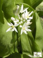 Allium ursinum - Daslook, berenlook, borslook, uienbloem, woutknooplook, stinsenplant of wilde knoflook - Tuinhier Oudenburg
