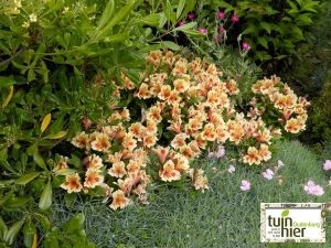 Alstroemeria auria 'Graham' -Incalelie, Peruviaanse lelie - Tuinhier Oudenburg