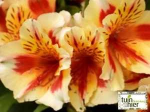 Alstroemeria auria 'Graham' - Incalelie, Peruviaanse lelie  - Tuinhier Oudenburg