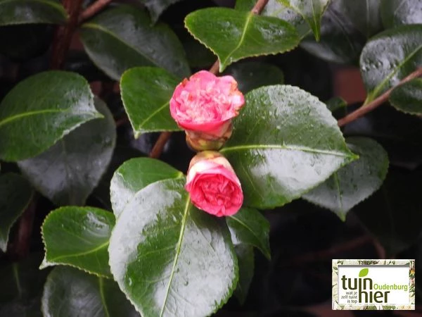Camellia japonica - Camellia, Camelia - Tuinhier Oudenburg