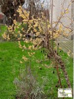 Chimonanthus praecox- Meloenboompje, winterzoet, bitterzoet, specerijstruik, winter sweet - Tuinhier Oudenburg