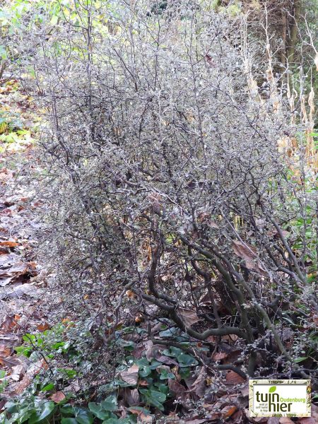 Corokia cotoneaster - de zigzagplant, de draadjesstruik, de draadjesplant - Tuinhier Oudenburg