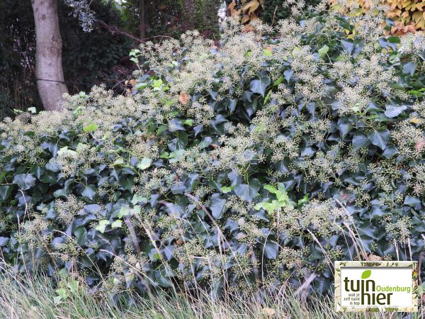 Hedera helix 'Arborescens'- Struikklimop  - Tuinhier Oudenburg