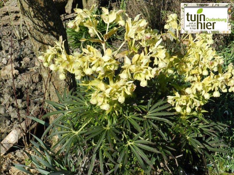Helleborus foetidus 'Yellow Wilgenbroek' - Stinkend nieskruid, winterroos, lenteroos - Tuinhier Oudenburg