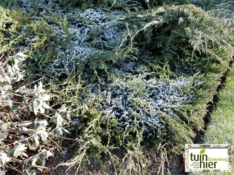 Juniperus Communnis - Jeneverbes, gewone jeneverbes