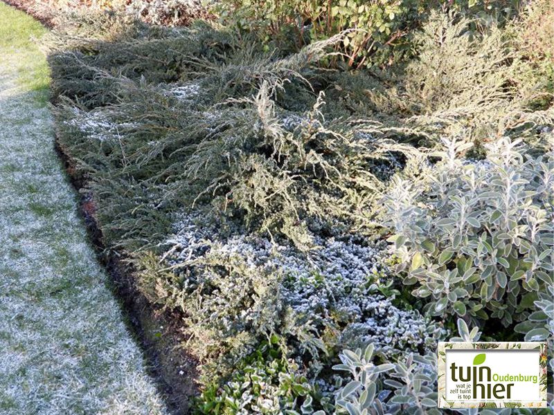 Juniperus Communnis 'green carpet' - Jeneverbes, gewone jeneverbes - Tuinhier Oudenburg