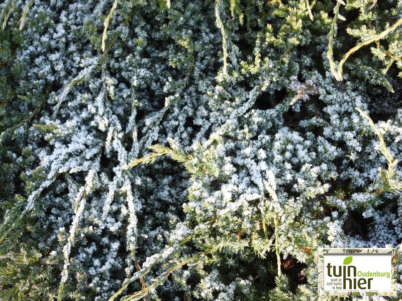 Juniperus Communnis 'green carpet' - Jeneverbes - gewone jeneverbes - Tuinhier Oudenburg
