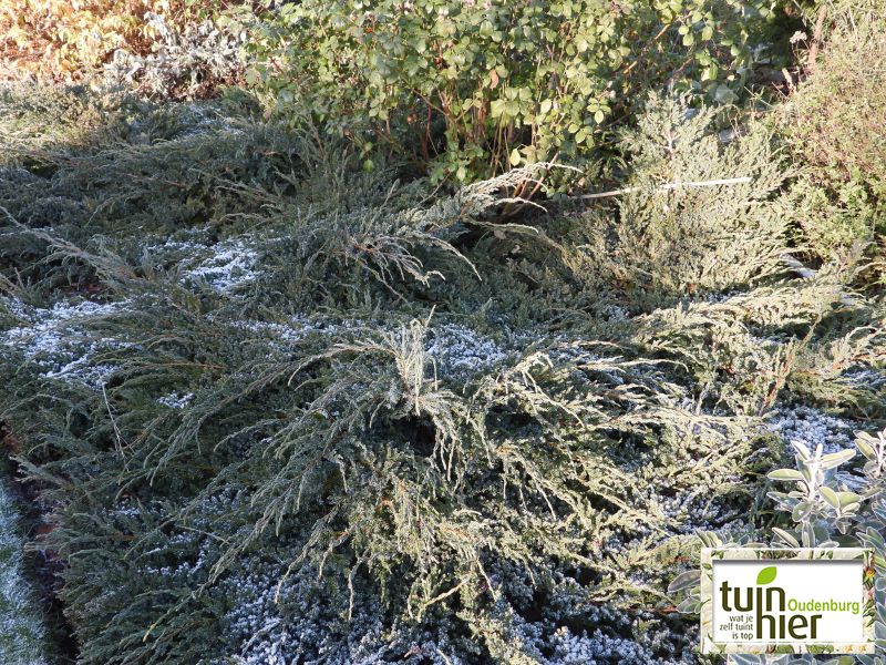 Juniperus Squamata 'bleu carpet'- Himalaya jeneverbes, dwergjeneverbes, jeneverbes  - Tuinhier Oudenburg