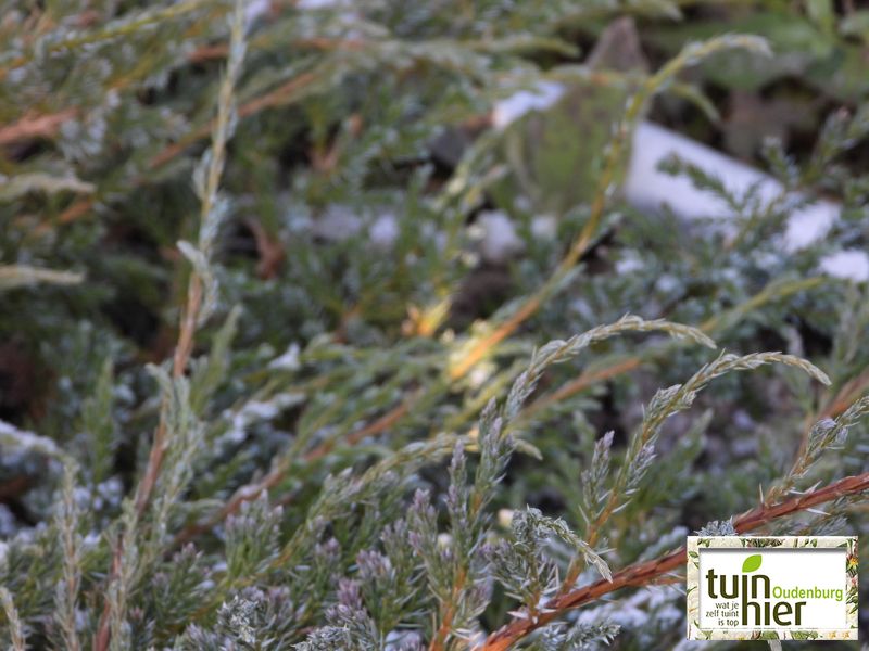 Juniperus Squamata - Himalaya jeneverbes, dwergjeneverbes, jeneverbes