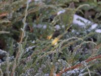 Juniperus Squamata 'bleu carpet' - Himalaya jeneverbes, dwergjeneverbes, jeneverbes - Tuinhier Oudenburg