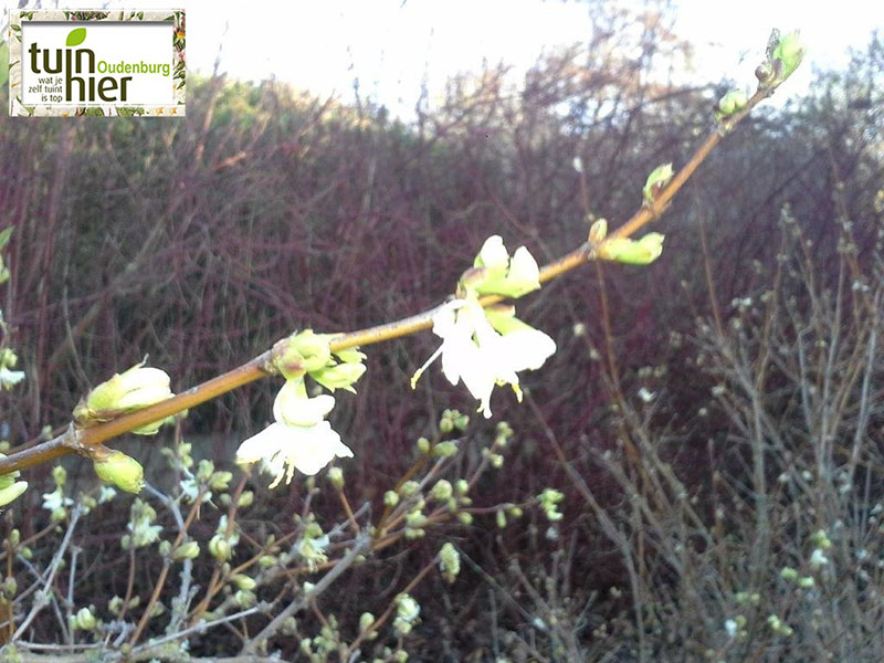 Lonicera fragrantissima - Winterkamperfoelie, struikkamperfoelie