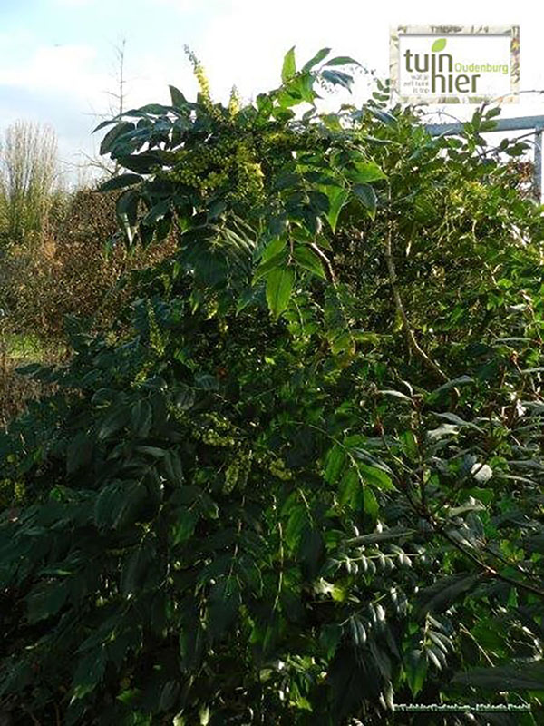 Mahonia japonica - Druifstruik, mahoniestruik, mahonia, hulstberberis