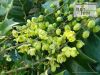 Mahonia japonica 'Bealei' - Druifstruik, Mahoniestruik, Mahonia, Hulstberberis - Tuinhier Oudenburg