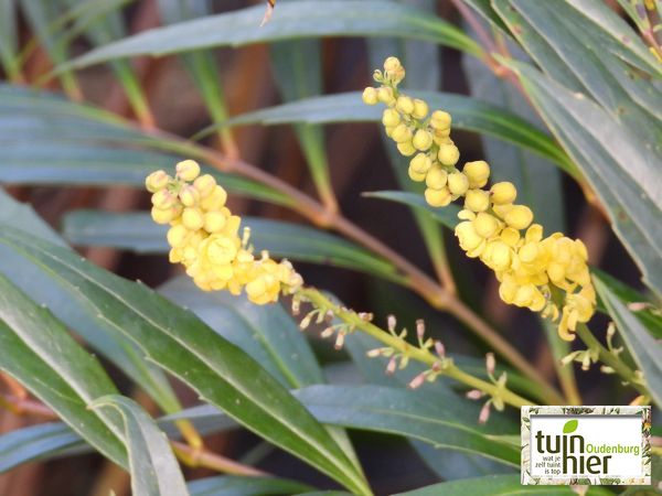 Mahonia eurybracteata 'Soft Caress' - Chinese mahonia - Mahoniestruik - Tuinhier Oudenburg