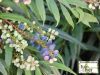 Mahonia eurybracteata 'Soft Caress' - Chinese mahonia, mahoniestruik - Tuinhier Oudenburg
