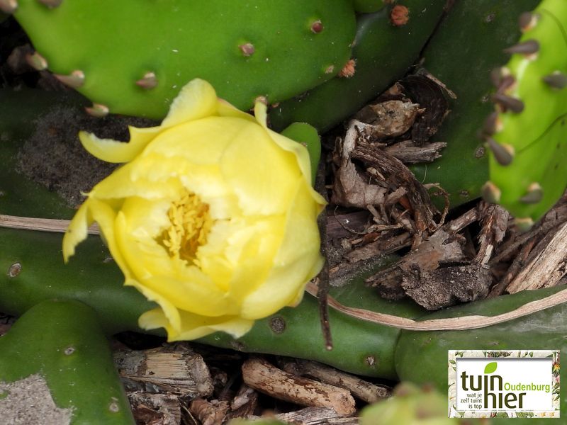 Opuntia humifusa - De cactusvijg, de woestijnvijg, de perencactus, de schijfcactus of de oostelijke stekelige peer  - Tuinhier Oudenburg