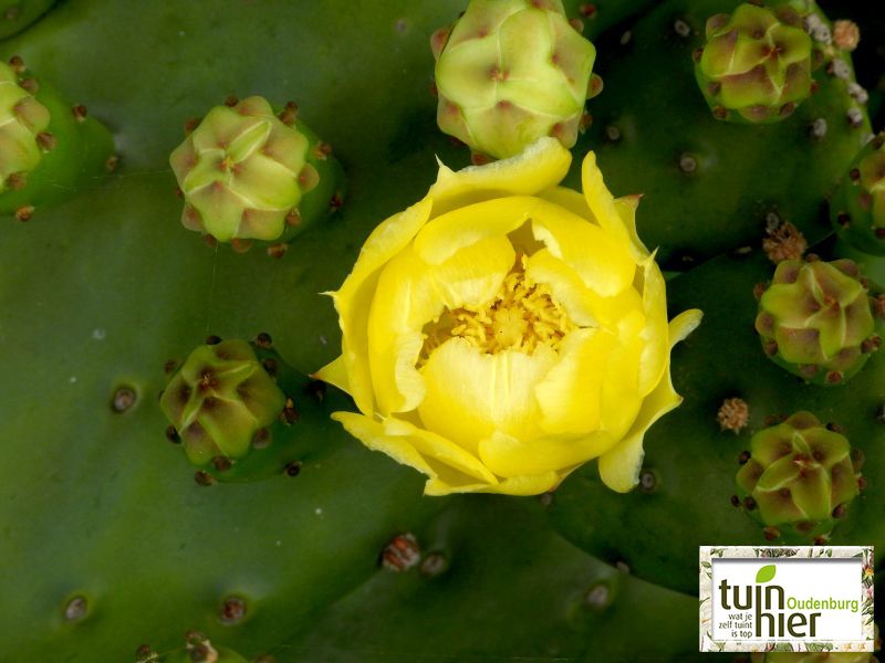 Opuntia humifusa - De cactusvijg, de woestijnvijg, de perencactus, de schijfcactus, de oostelijke stekelige peer