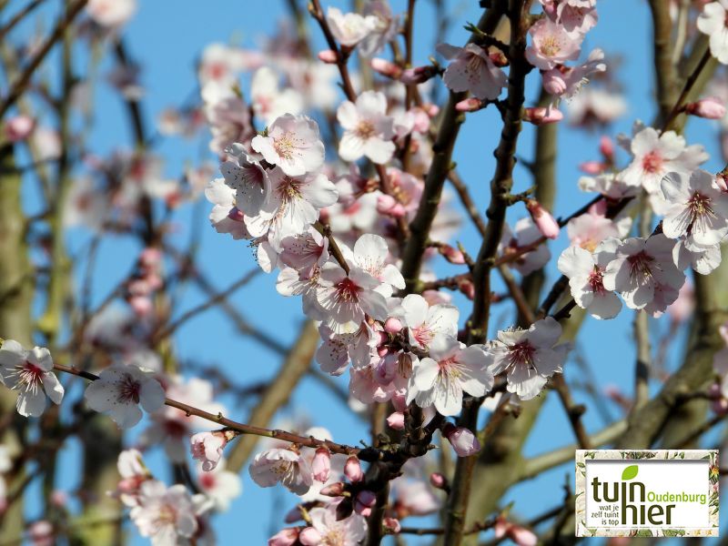 Prunus dulcis 'Robijn' - Amandelboom - Tuinhier Oudenburg