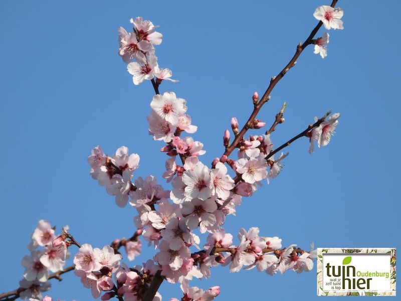 Prunus dulcis - Amandelboom