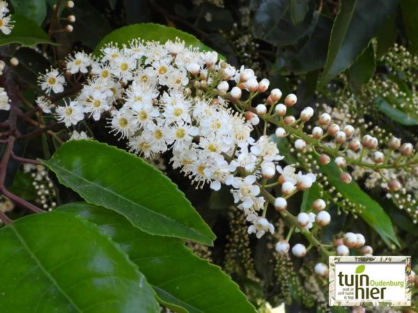 Prunus lusitanica - Portugese laurier, laurierkers