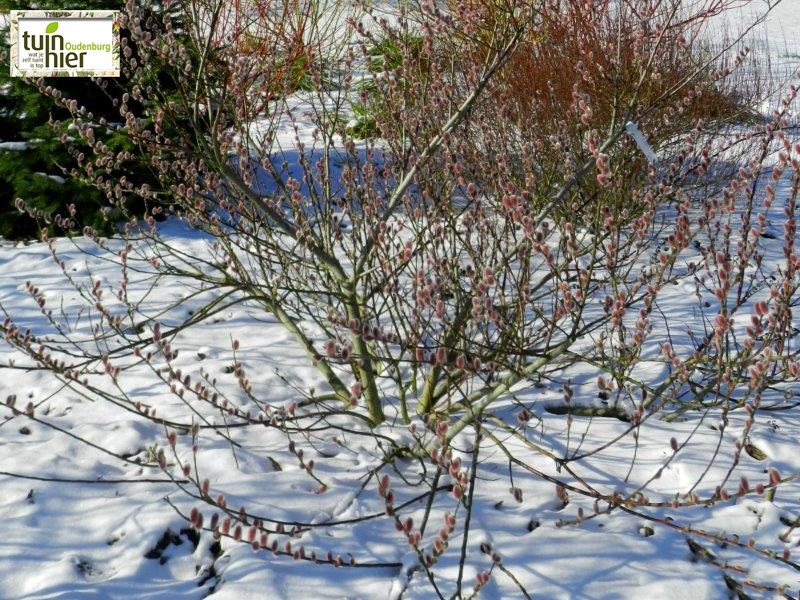 Salix gracilistyla 'Mout Aso' - Wilg, katjeswilg, roze knuffelwilg - Tuinhier Oudenburg