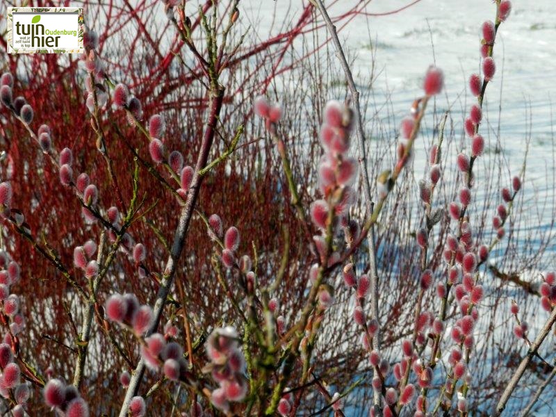 Salix gracilistyla - Wilg, roze knuffelwilg, katjeswilg
