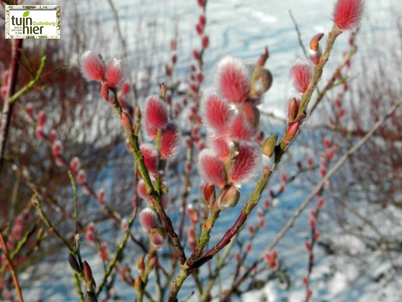 Wilg, roze knuffelwilg, katjeswilg - Salix gracilistyla 'Mout Aso' - Tuinhier Oudenburg