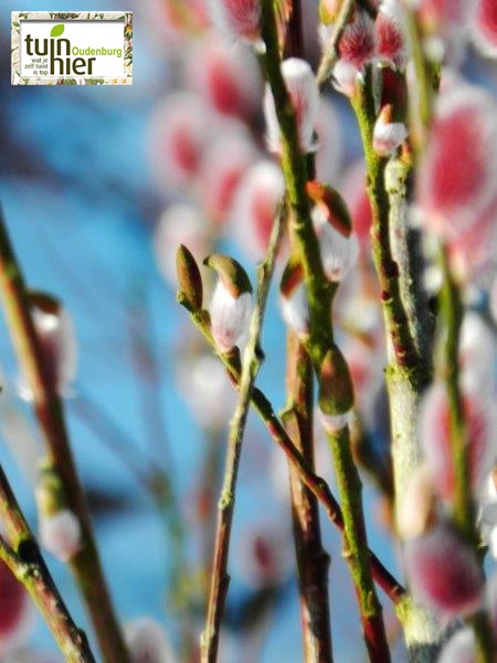 Roze knuffelwilg, katjeswilg - Salix gracilistyla 'Mout Aso' - Tuinhier Oudenburg
