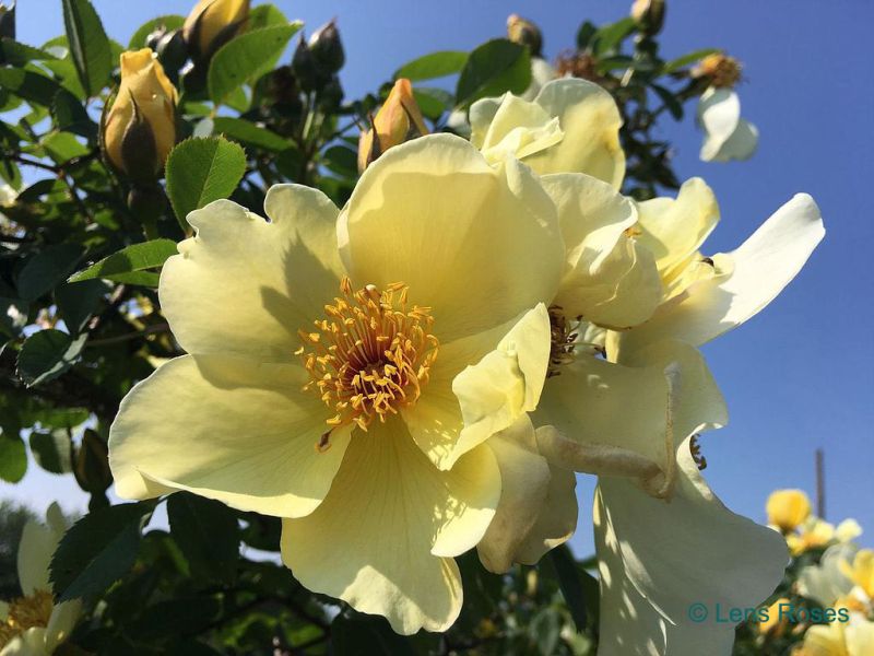 R. pimpinellifolia 'Aïcha' - Heesterroos - Lens Roses - Tuinhier Oudenburg