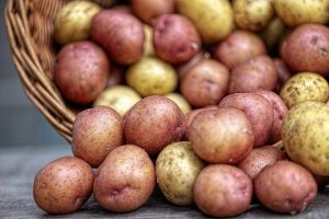 aardappel - voordrscht Resistente aardappelrassen