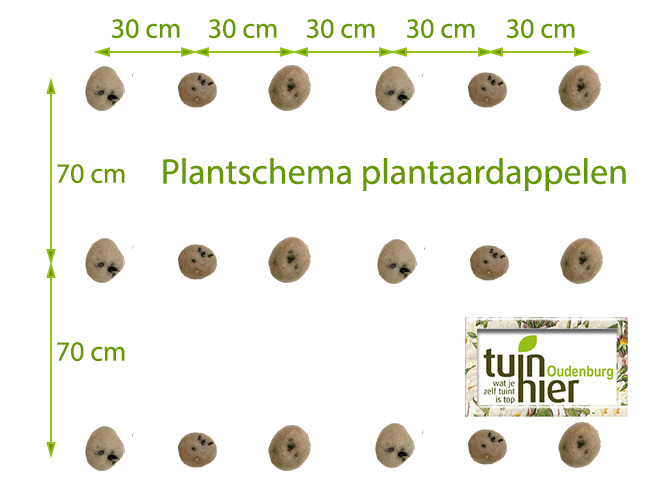 Plantschema plantaardappelen - Tuinhier Oudenburg