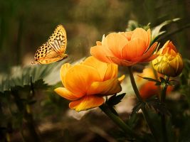 bloem en vlinder - Tuinhier Oudenburg