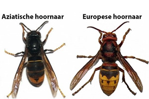 de Aziatische Hoornaar en de Europese Hoornaart - Tuinhier Waregem