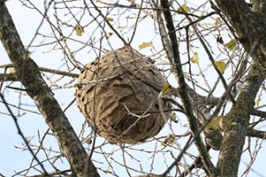 Nest van de Aziatische Hoornaar - Tuinhier Waregem