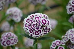 Tweejarige bloem - Duizendschoon (Dianthus barbatus) - meerkleurige bloemblaadjes en een compacte groeiwijze - Tuinhier Oudenburg