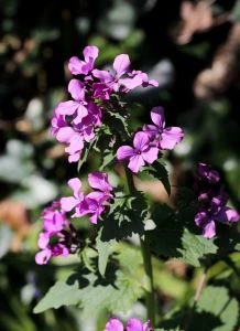 Tweejarige bloem - Judaspennen (Lunaria annua) - Bekend om hun paarse bloemen en decoratieve zaaddozen - Tuinhier Oudenburg