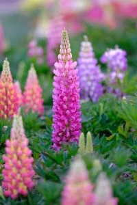 Tweejarige bloem - Lupine (Lupinus) - Recht opgaande forse en fiere bloemtrossen - Tuinhier Oudenburg