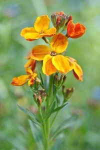 Tweejarige bloem - Muurbloem (Erysimum cheiri) - Bekend om hun geurige bloemen in geel, oranje, rood en bruin tinten - Tuinhier Oudenburg