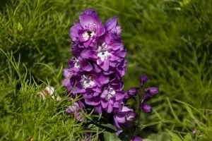 Tweejarige bloem - Ridderspoor (Delphinium ajacis) - Deze bloemen staan bekend om hun prachtige blauwe tinten - Tuinhier Oudenburg