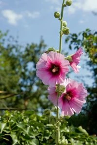 Tweejarige bloem - Stokrozen (Alcea rosea)- Deze hoge planten hebben indrukwekkende bloemen in diverse kleuren - Tuinhier Oudenburg