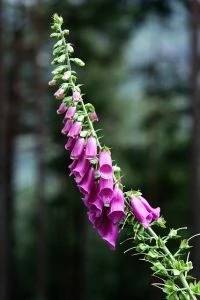 Tweejarige bloem - Vingerhoedskruid (Digitalis purpurea) - Hoge bloemaren met buisvormige bloemen, vaak in paars en roze - Tuinhier Oudenburg